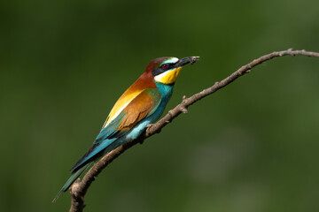 bee eater perched on a branch with insect prey merops apiaster in natural habitat