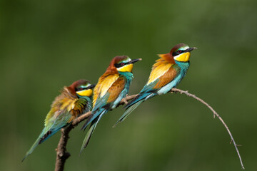 bee eater birds perched on a branch with insect prey merops apiaster in natural habitat