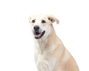 Perro labrador sobre fondo blanco. Fotografía de mascotas, animales, perros.