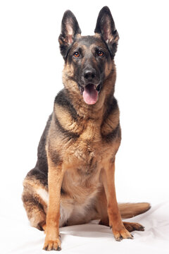 Perro pastor alemán sobre fondo blanco. Fotografía de mascotas, animales, perros.