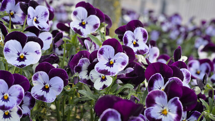 Violet garden pansy on a city lawn