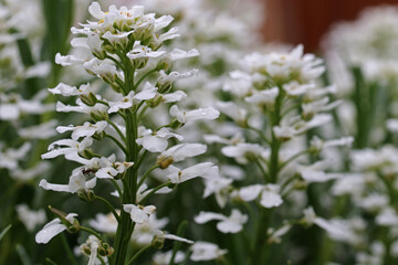 White flower Iberis after the rain. Candytuft (Iberis amara - Iberis sempervirens, multiple flowers)