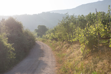 Bright early morning on a vineyard in Portugal