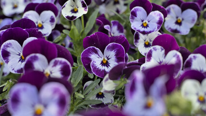 White and violet garden pansy (Viola × wittrockiana), close-up photography