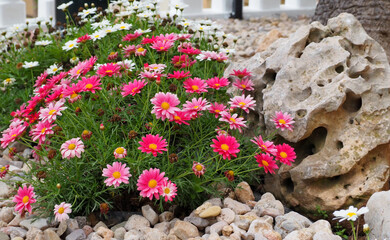 Pink and white daisies in a flower bed