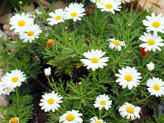 Сhamomile, white daisies. Floral background