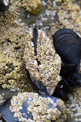 Barnacles growing on a mussel shell at Whipsiderry Beach Newquay Cornwall