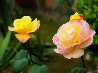 Hybrid tea roses in the garden