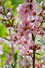 Pink almond blossom flowers against blurred background. Vernal blooming of almond tree flowers.  Shallow depth of field