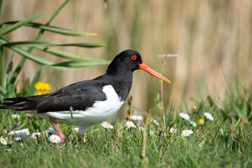 Den Helder, Netherlands, May 2022. An oystercatcher in a meadow.