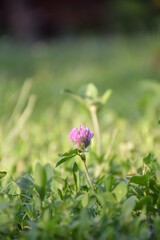 flowers in the garden