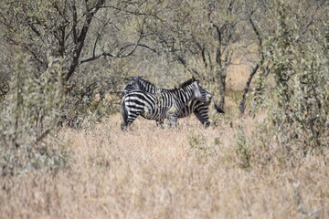 zebra in the savannah