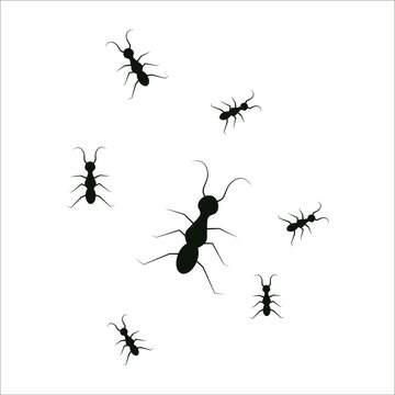 ants, insect image vector illustration