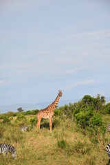 giraffe in the savannah