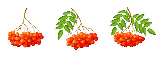 Set of fresh red rowans in cartoon style. Vector illustration of berries large and small sizes on the crowns with leaves and separately on white background.