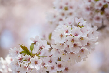 Pink sakura flower, Cherry blossom tree in the park.