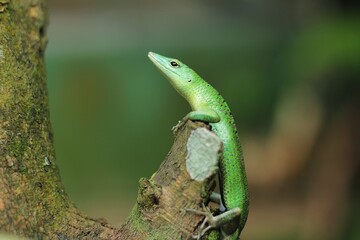 Naklejka na ściany i meble Green tree lizard or emerald green skink is a non-threatened species although it not commonly seen but it is, however, becoming more and more popular in the exotic pet trade