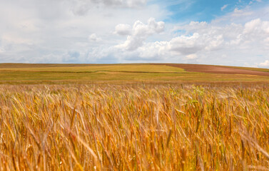 Golden wheat field with amazing cloudy blue sky in the background