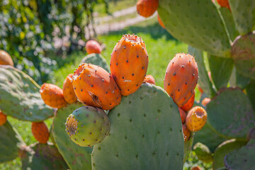 Opuntia, commonly called prickly pear or pear cactus