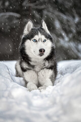 Black and white husky dog with blue eyes in snowy winter forest. Snowstorm winter nature...