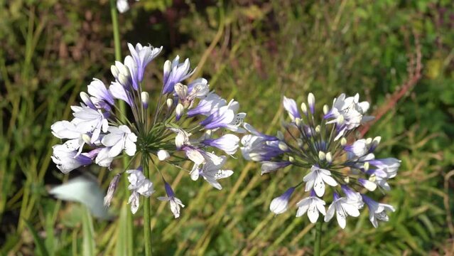 Agapanthus africanus 'Twister' a summer flowering plant with blue white springtime flower commonly known as African lily, stock video footage clip