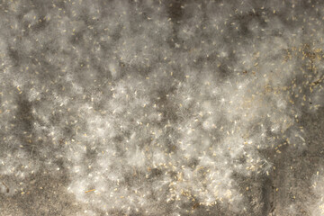 white poplar fluff as a background