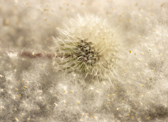 white poplar fluff with dandelion