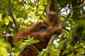 Obraz premium Close-up of a wild female Sumatran Orangutan, living in the rainforest of North Sumatra, Indonesia, Southeast Asia