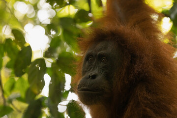 Close-up of a wild female Sumatran Orangutan, living in the rainforest of North Sumatra, Indonesia, Southeast Asia