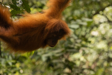Wild female Sumatran Orangutan, hanging from a branch, and living in the rainforest of North Sumatra, Indonesia, Southeast Asia