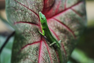 Green tree lizard or emerald green skink is a non-threatened species although it not commonly seen but it is, however, becoming more and more popular in the exotic pet trade