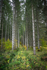 Obraz premium Forêt