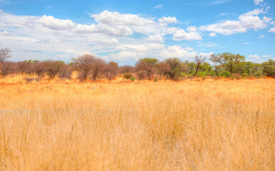 Obraz premium Beautiful Namibian savannah landscape with amazing cloudy sky - Tall yellow wild grass background -Namibia, Africa 