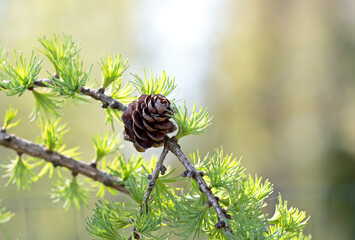 Larch cone and branch with green background