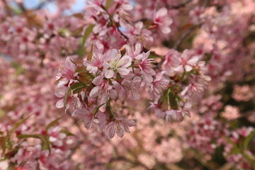 Wild Himalayan Cherry