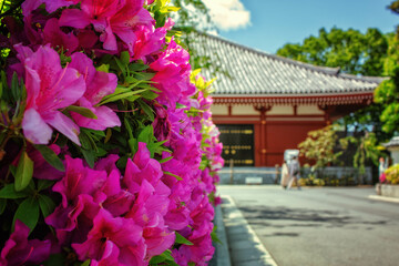 東京、浅草寺の境内に咲くツツジ