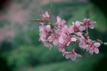 Wild Himalayan Cherry