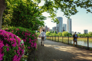 Fototapeta na wymiar 上野恩賜公園の不忍池沿いの遊歩道とツツジが咲く初夏の風景です