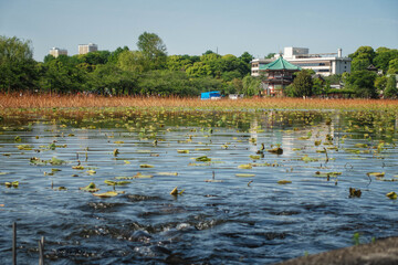 東京、上野恩賜公園の不忍池と不忍池弁天堂が見える初夏の風景