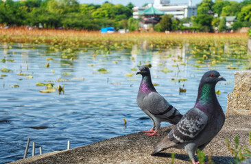 東京、上野恩賜公園の不忍池と鳩がいる風景