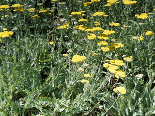 Achillea filipendulina, Fernleaf yarrow. Flower stalks with flat terminal inflorescences, golden yellow, slightly rounded on stems covered of  fern-like foliage © Marc
