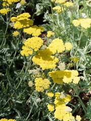 (Achillea filipendulina) Fernleaf yarrow with panicles of bright yellow flat flowers on top of stalks with pinnate, lobed, serrated and hairy leaves like fern-like © Marc