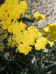 Achillea filipendulina. Close up of slightly rounded bright yellow flower of fernleaf yarrow on high hairy gray green stem © Marc