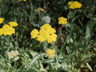 Achillea filipendulina. Close up of slightly rounded bright yellow flower of fernleaf yarrow on high hairy gray green stem