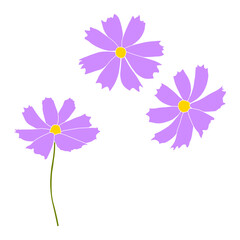 Set of cosmos flower branch vector simple illustration isolated on white background. Outline hand drawn colored version. Floral vector for childrens illustration, summer design.