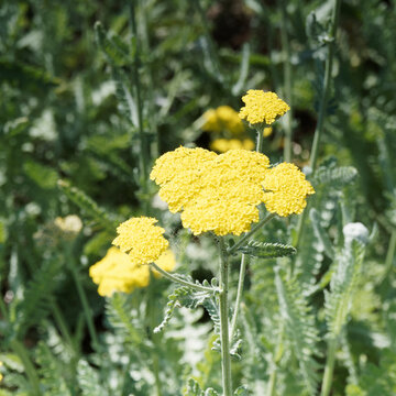 Achillea filipendulina. Close up of slightly rounded bright yellow flower of fernleaf yarrow on high hairy gray green stem