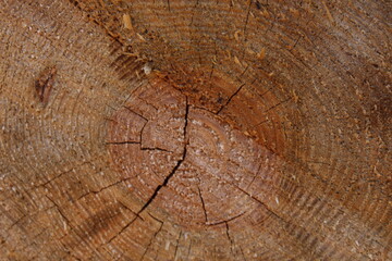 Naklejka premium texture tree