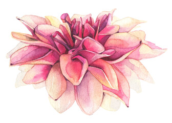 Watercolor hand painted pink, orange dahlia isolated on white background. Vector traced floral watercolour illustration - obrazy, fototapety, plakaty