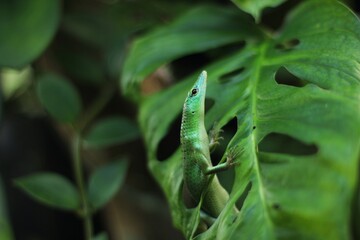 Green tree lizard or emerald green skink is a non-threatened species although it not commonly seen but it is, however, becoming more and more popular in the exotic pet trade
