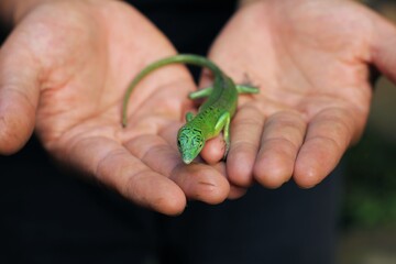 Green tree lizard or emerald green skink is a non-threatened species although it not commonly seen but it is, however, becoming more and more popular in the exotic pet trade